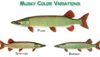 Musky - Color Variations